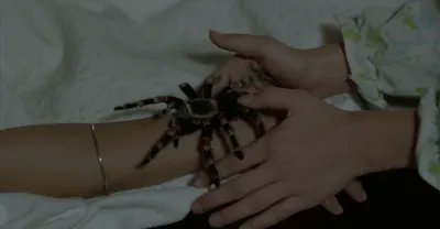 "You smell of chemicals and death." My appreciation of the Georgia-shot horror film Kiss of the Tarantula (1975): senselesscinema.com/2022/03/kiss-o…