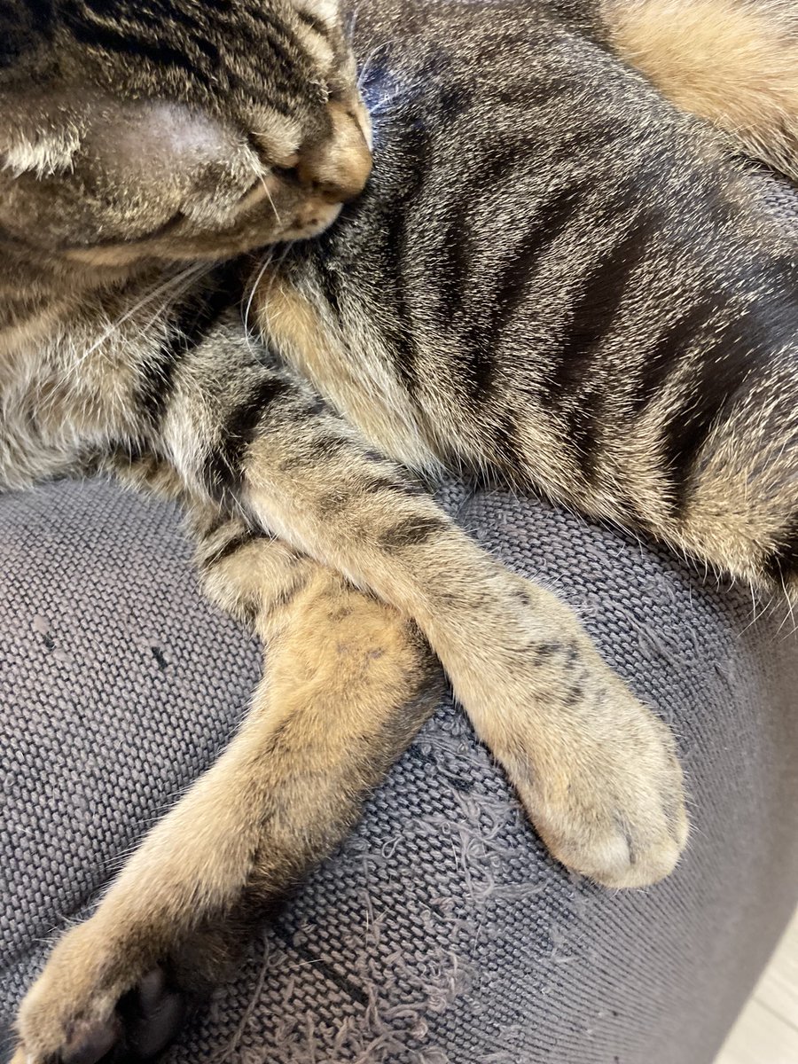 Meow-stro(ミャオストロ) Cat NFT artist tweet media