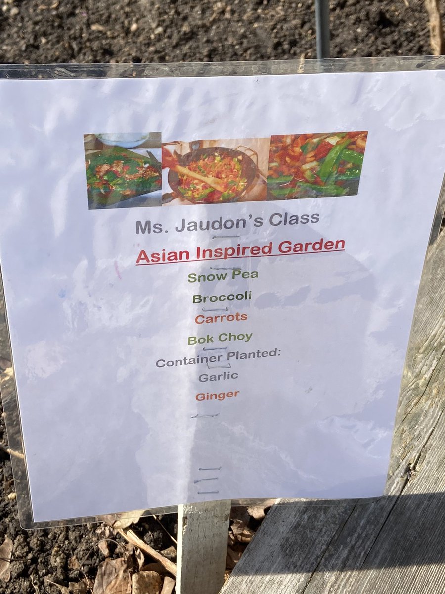 mrscapka's tweet photo. Look at the awesome crops we have started @HESCourtyard @Hillcrest_BCPS . We are so lucky to have families teaching Ss about ethnically diverse foods. #equity @BCPSOutdoorSci @ramos_maria1 @almorrow0430 https://t.co/Gi2UQZz9on
