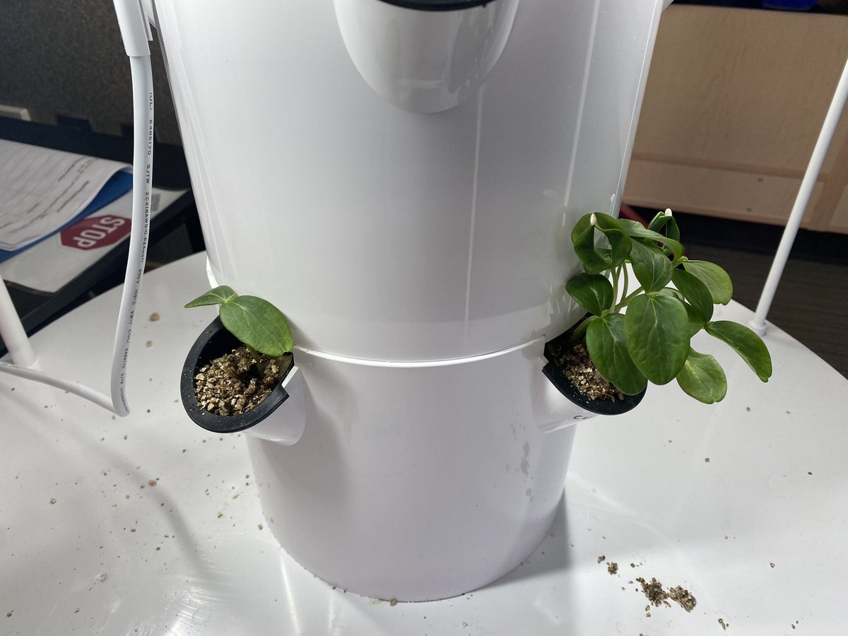 MsCappuccitti's tweet photo. Excited to see how much our plants have grown since planting our seeds before the break! @Mrs_Maks_Class @JamesGrievePS https://t.co/1aS7MqCnwx