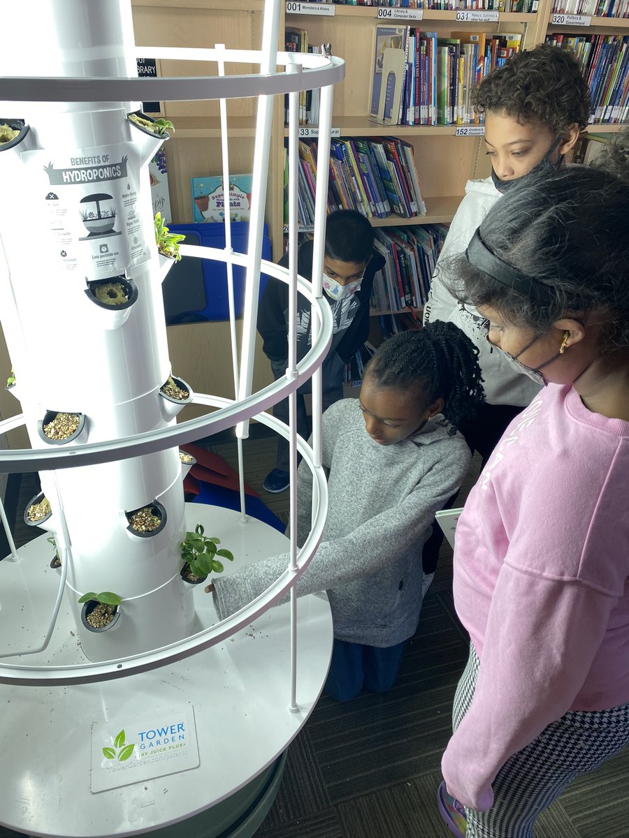MsCappuccitti's tweet photo. Excited to see how much our plants have grown since planting our seeds before the break! @Mrs_Maks_Class @JamesGrievePS https://t.co/1aS7MqCnwx