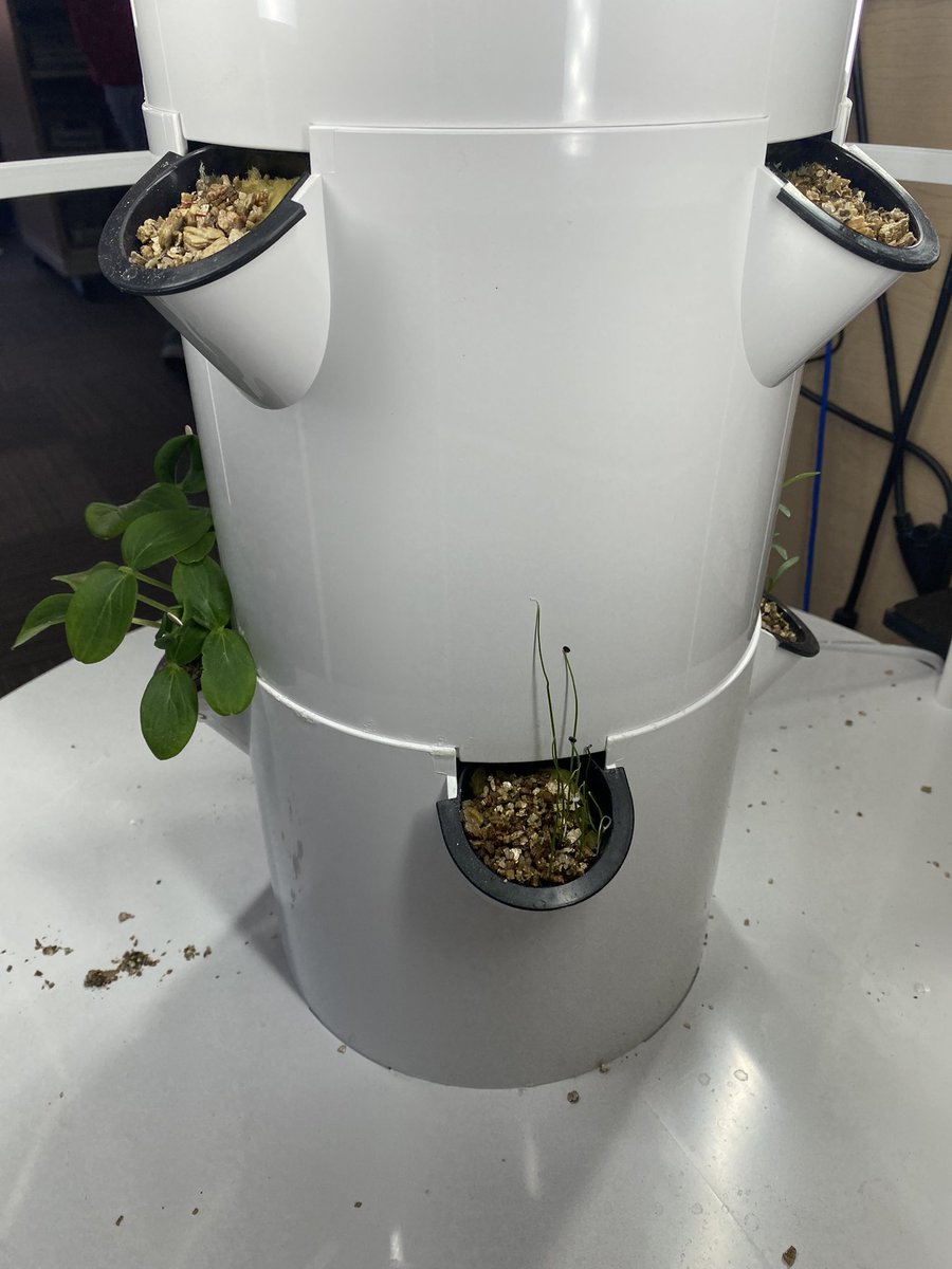 Excited to see how much our plants have grown since planting our seeds before the break! <a href="/Mrs_Maks_Class/">MrsMaksClass</a> <a href="/JamesGrievePS/">James Grieve PS</a>