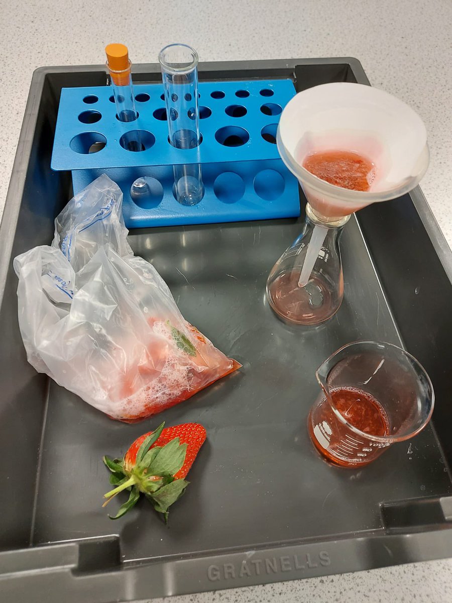 EBLAeast's tweet image. Students extracting DNA from strawberries 🍓 during British Science week 2022. @StarAcademies #BritishScienceWeek2022