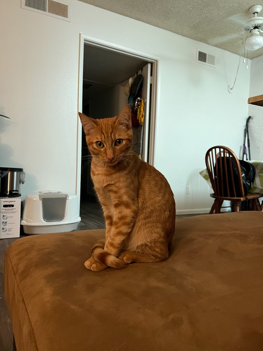 Colliflower379's tweet photo. I just realized that twitter has yet to meet Jasper, the love of my life. https://t.co/FUUc0vJk7c