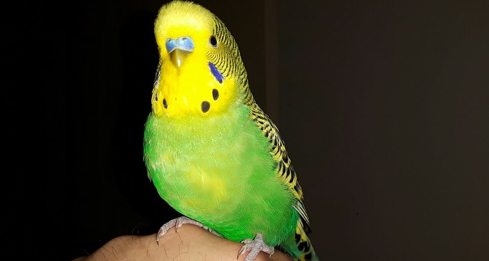 Na een drukke en hectische dag net even lekker bijgebabbeld met parkiet Marty. Hij is inmiddels alweer 9 jaar oud, maar de oudste grasparkiet ter wereld is ooit 29 jaar geworden. Ik hoop dat hij dat wereldrecord gaat verbreken!