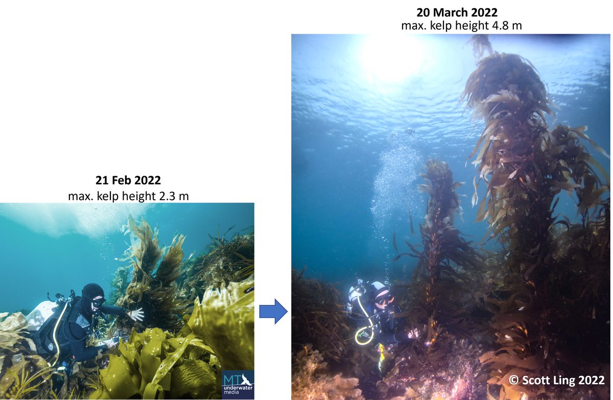 <a href="/adamlmorton/">Adam Morton</a> <a href="/IMASUTAS/">IMAS</a> 1-month on &amp; I re-took a photograph of the same out-planted giant kelp which featured as the cover image on The Guardian article (by <a href="/adamlmorton/">Adam Morton</a>) - it has reached the surface after more than doubling in height! 🌱💪🏽

Definitely worth a crack! 
<a href="/IMASUTAS/">IMAS</a> #giantkelp #restoration