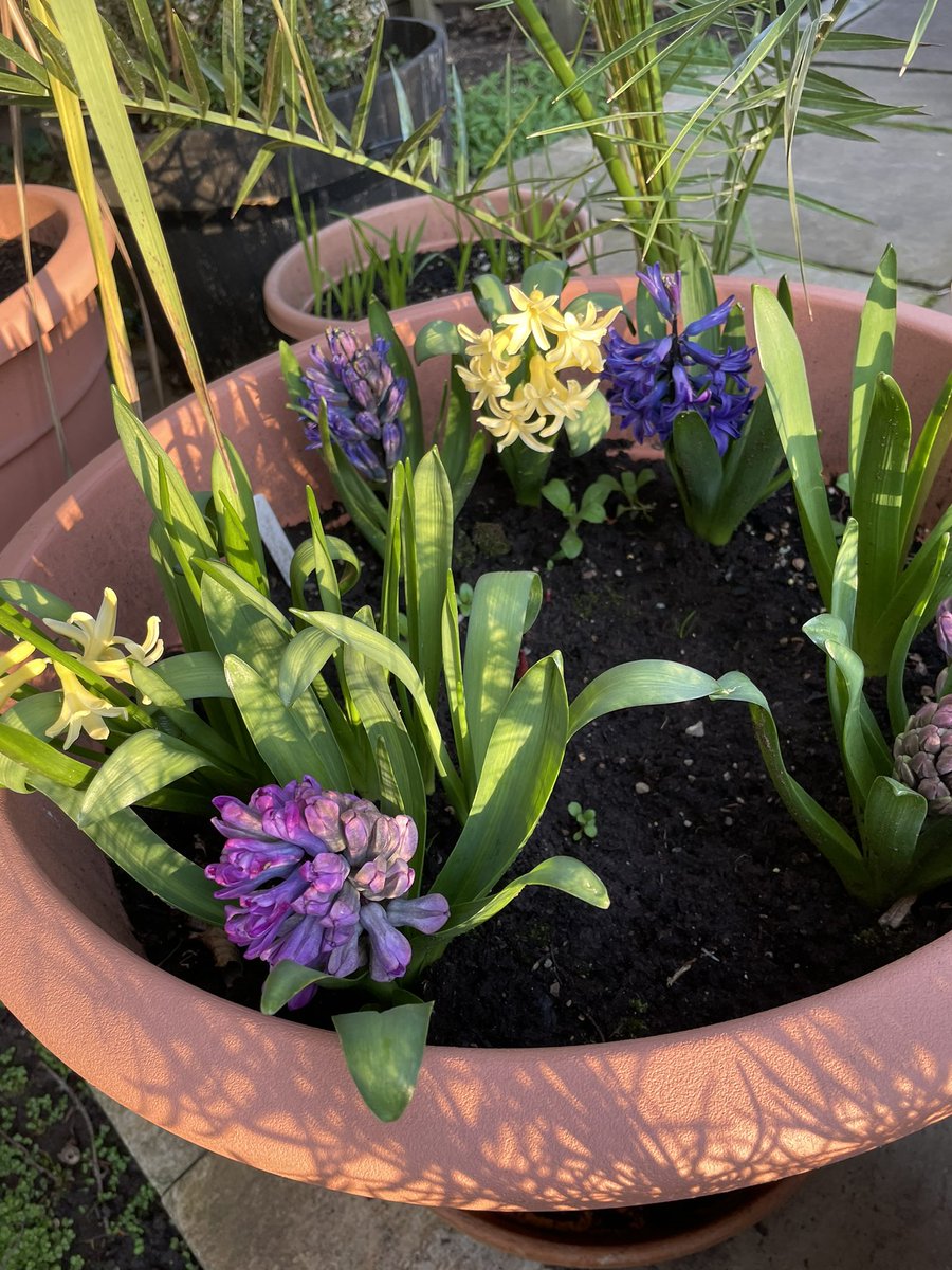 Judy_Cockerton's tweet photo. @VelvetSkye @CCChampagne @joanne_argent @Ecl99NY @Jilliemary @AngelaLucia77 @MARISADICICCO @SeeligSly @Katy_lamb_2 @Iluvinspireu Lovely Velvet and #Happy1stDayofSpring โ๏ธ๐ป https://t.co/BG6XXBwAp0