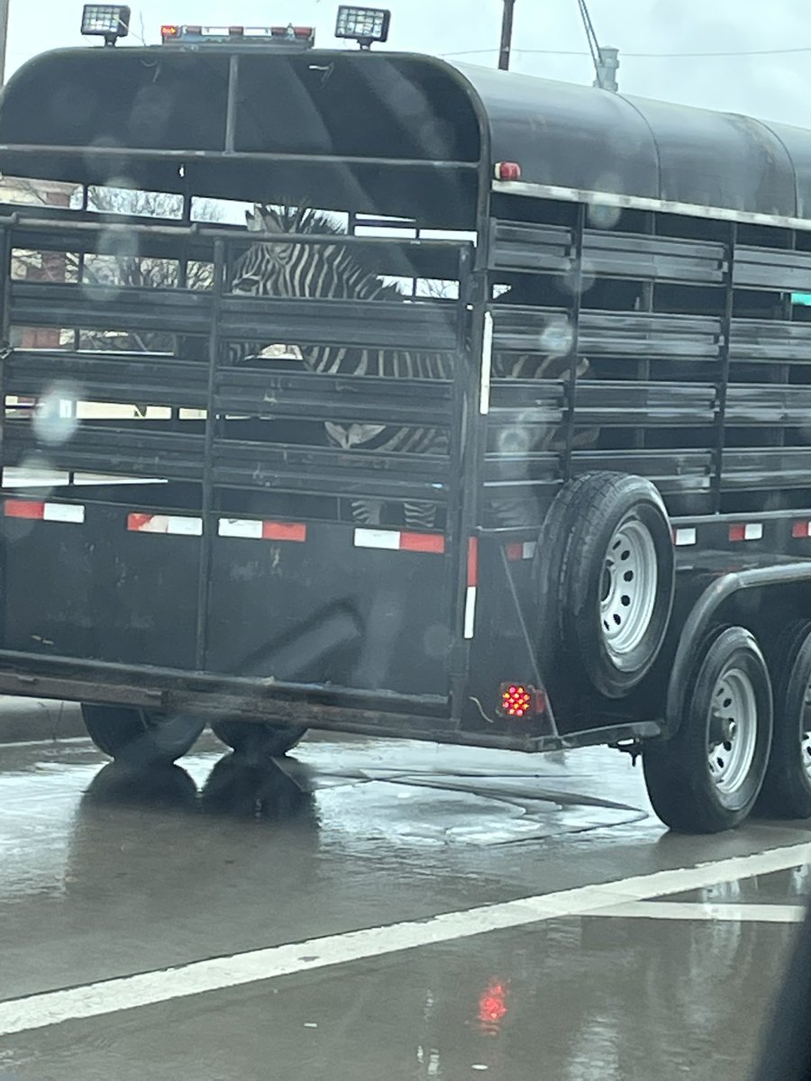NirishaG's tweet photo. Strangest sighting at a neighborhood traffic stop a mile from my house.

What’s the strangest thing you’ve seen at a traffic stop? https://t.co/VDAgJdqNfM