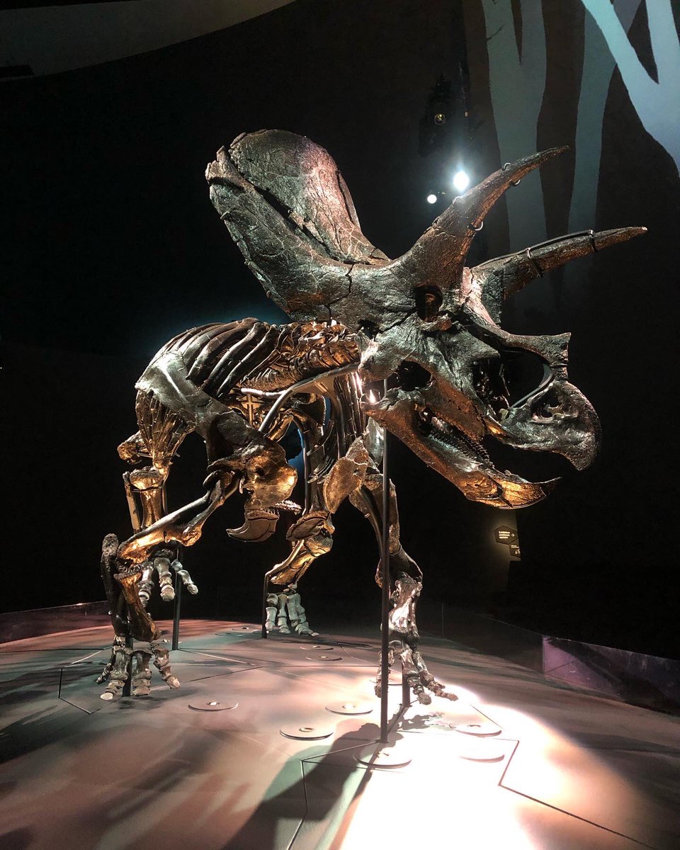 ScarlettEHarris's tweet photo. Getting cultured @NGVMelbourne @melbournemuseum #ngvchanel #ngvqueer #triceratops #horridusmelbourne https://t.co/BiCB6TT0kn