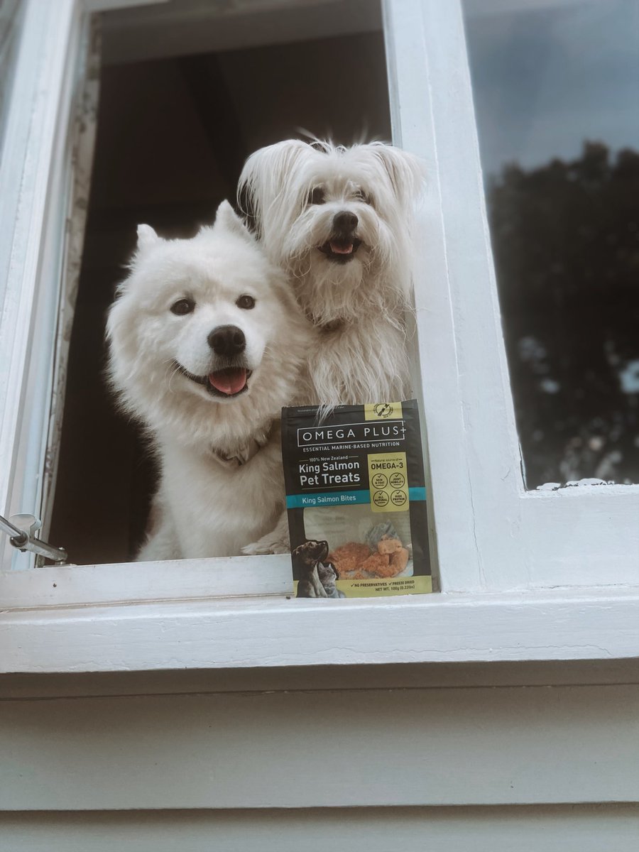 We love our Omega Plus treats !!🤍
What’re your favourite treatos ? 🤍
#dogs #samoyed #twitterdogs #animals