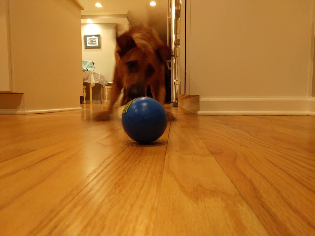 d20Prof's tweet photo. This is the dog, and the squeaky toy, that have teamed up in such a loud fashion that we have had to invent cannonical reasons why this sound exists in @DugongsD https://t.co/qbNO65Ppr6