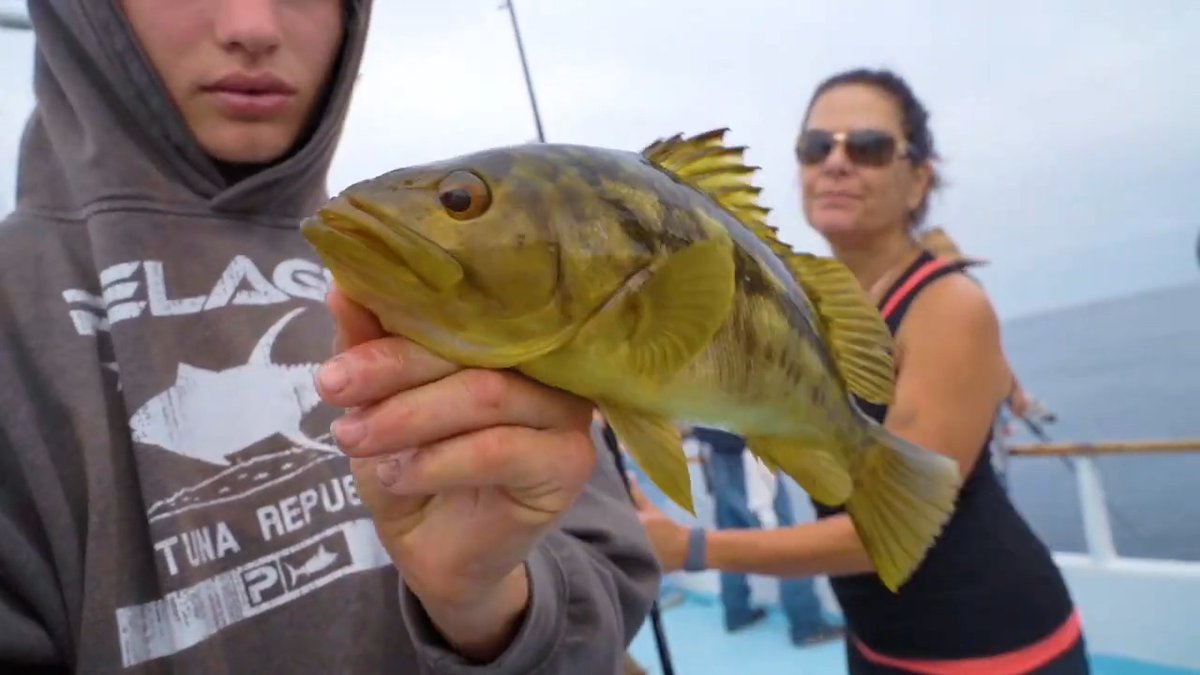 CalSunTV's tweet image. Had a blast charter fishing with Leslie and the rest of the CalSunTV Crew! Come with us next time with your VIP invite with your membership or sponsorship at CalSunTV.com

#indiefilm #charterfishing #fishing #outdooradventure #california