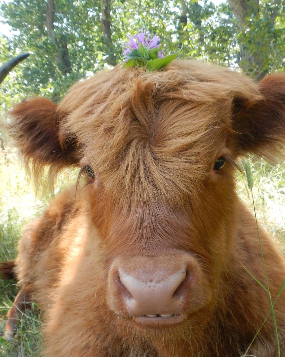 CowsWorld1's tweet photo. 💕
#cow https://t.co/cofgvdfHqj