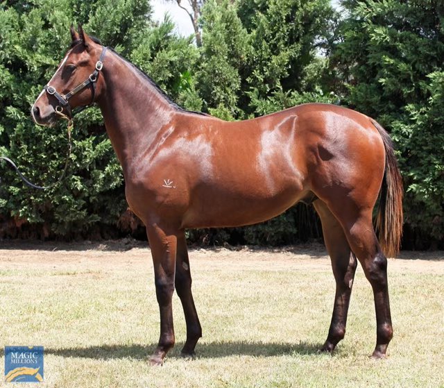 GaiWaterhouse1's tweet photo. Very grateful to the @FirstLight_FLR team for securing the standout colt of @mmsnippets March Sale for our stable Lot 274
 
We trained mum &amp; she was a very very fast 2YO💨 

His sire RUSSIAN REVOLUTION has a huge future &amp; we train his 1st Group winning colt RISE OF THE MASSES🦾 https://t.co/Qynff2OOBW