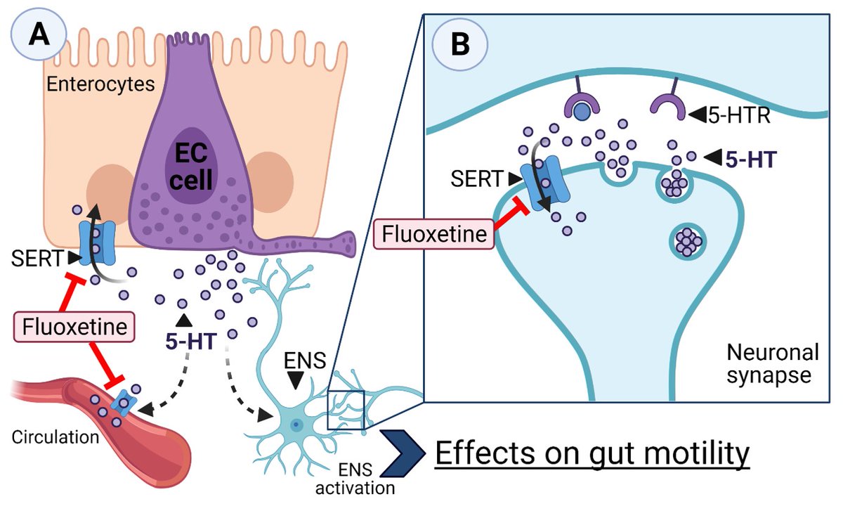 A. Martin Gut Lab tweet media