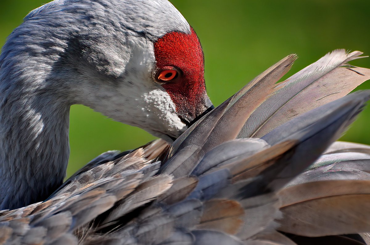 bilbowden's tweet image. More than 100,000 birds is a crowd, like Middle Creek Wildlife Management area's snow geese. Imagine multiplying that number by four. Every spring, 4-600,000 sandhill cranes flock to central Nebraska. ohmyomaha.com/2020/03/sandhi…