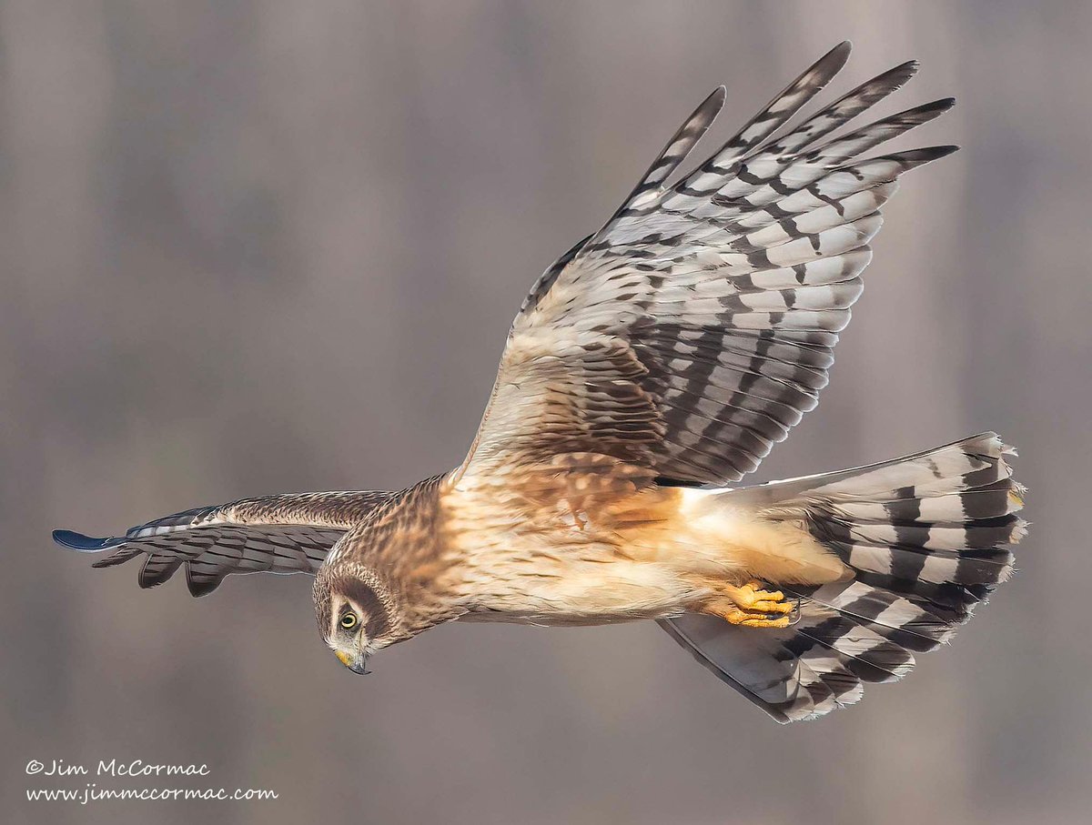 Jim McCormac tweet media