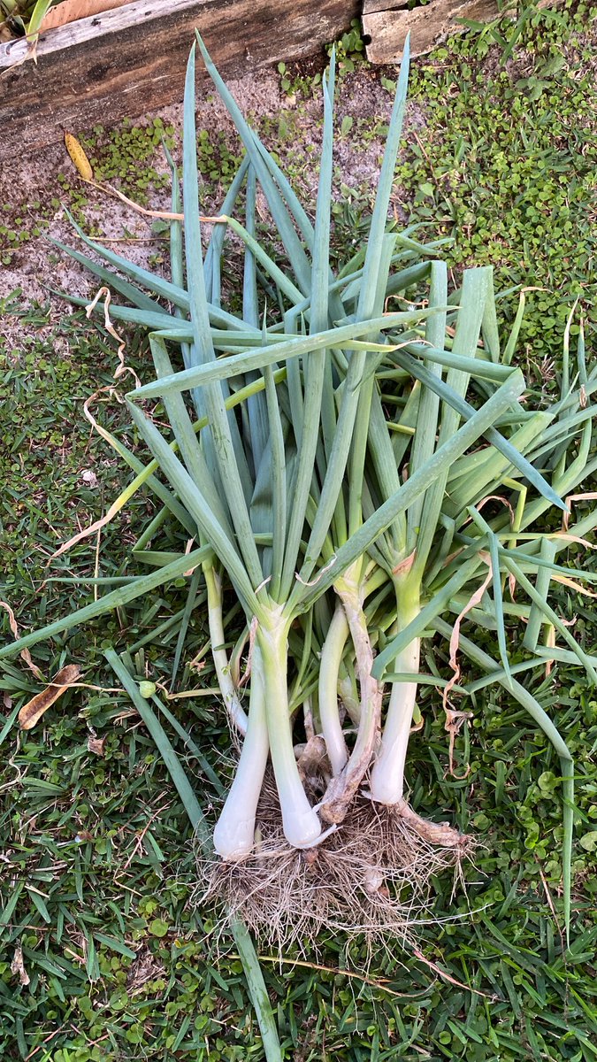 ch3rry_1im3ade's tweet photo. bout time i picked my scallions lol https://t.co/1Ijio9CXdC