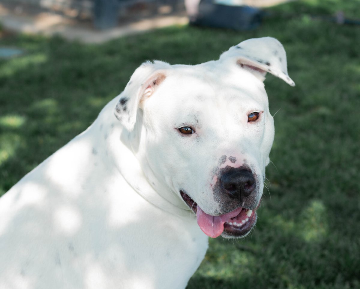 valleyanimal's tweet photo. Laney, mama of 9, is looking for her #FureverHome. Needs to be an #OnlyPet. Super big love bug who enjoys #BellyRubs and #LongWalks!
@cvtksee24 #centralvalley #pitbullmix #bigdog #rescuedog #mondaymotivation #fresnocalifornia #nokill #adoptdontshop https://t.co/AnZhOWXaqu