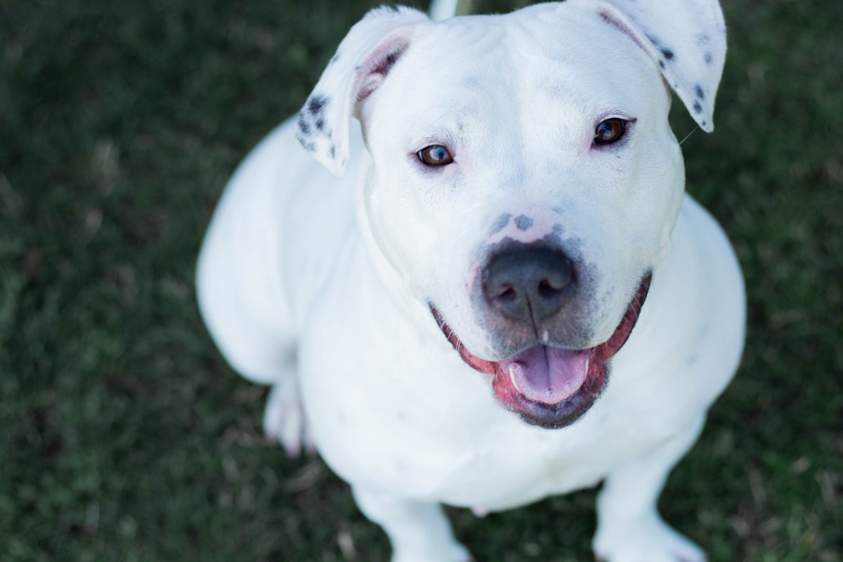valleyanimal's tweet photo. Laney, mama of 9, is looking for her #FureverHome. Needs to be an #OnlyPet. Super big love bug who enjoys #BellyRubs and #LongWalks!
@cvtksee24 #centralvalley #pitbullmix #bigdog #rescuedog #mondaymotivation #fresnocalifornia #nokill #adoptdontshop https://t.co/AnZhOWXaqu