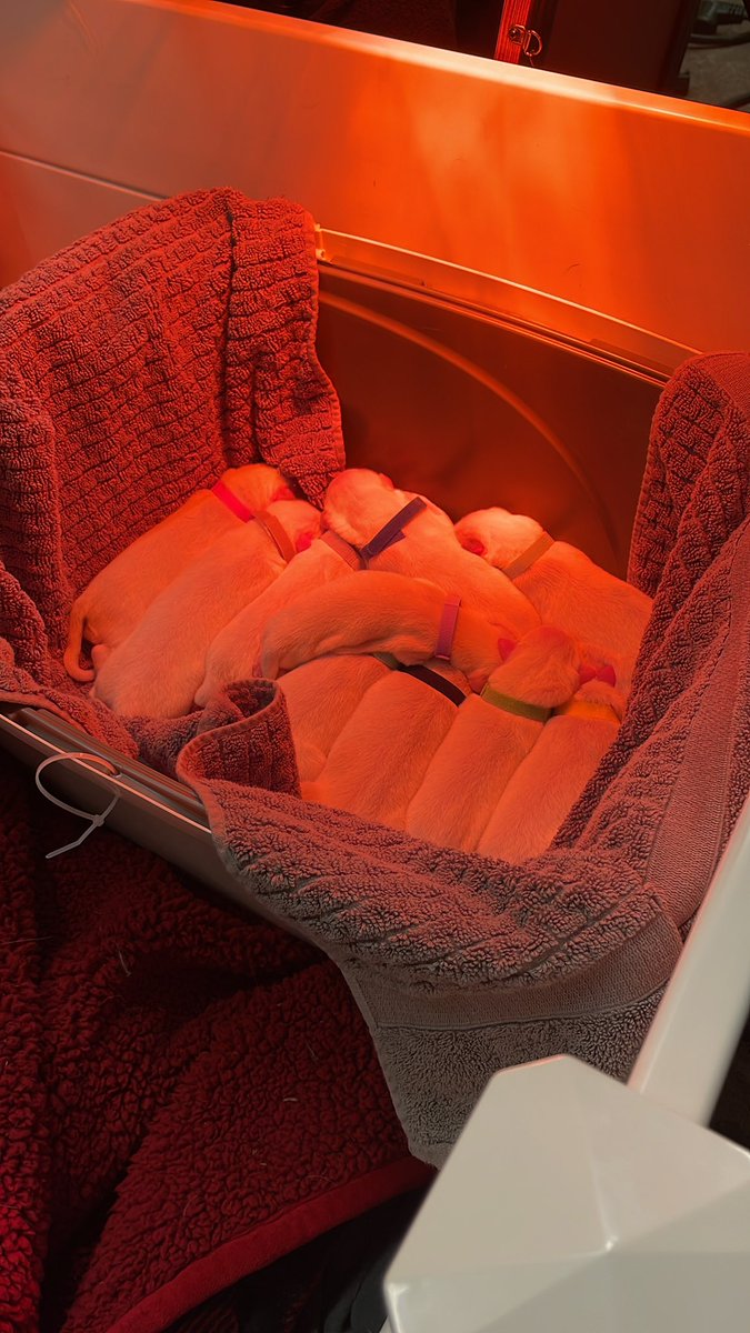 gehrig38's tweet photo. 9 boys and 1 girl. All doing good and mom is resting https://t.co/eOD6H47XuL