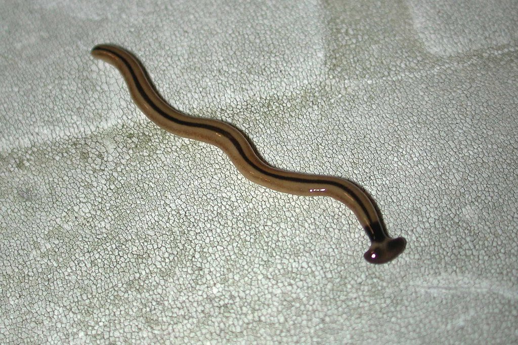 princess_antifa's tweet image. have you ever seen a hammerhead worm? if you do, kill it. it’s an incredibly invasive species reeking havoc. don’t cut it into 10 pieces cuz it will grow 10 more worms (they are immortal). MUST dissolve in salt and vinegar in a jar for a few days