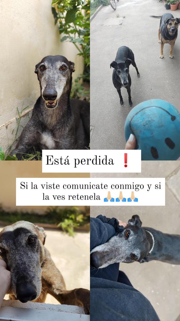 Se perdió mi galga 🙏🏻🙏🏻🙏🏻