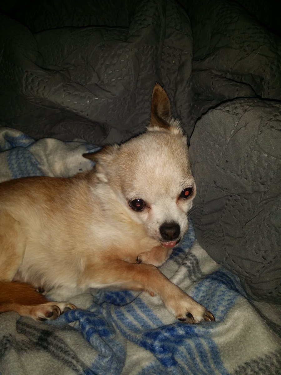...and maybe my lil buddy, peewee, you can keep him, he's a chihuahua and kind of mean