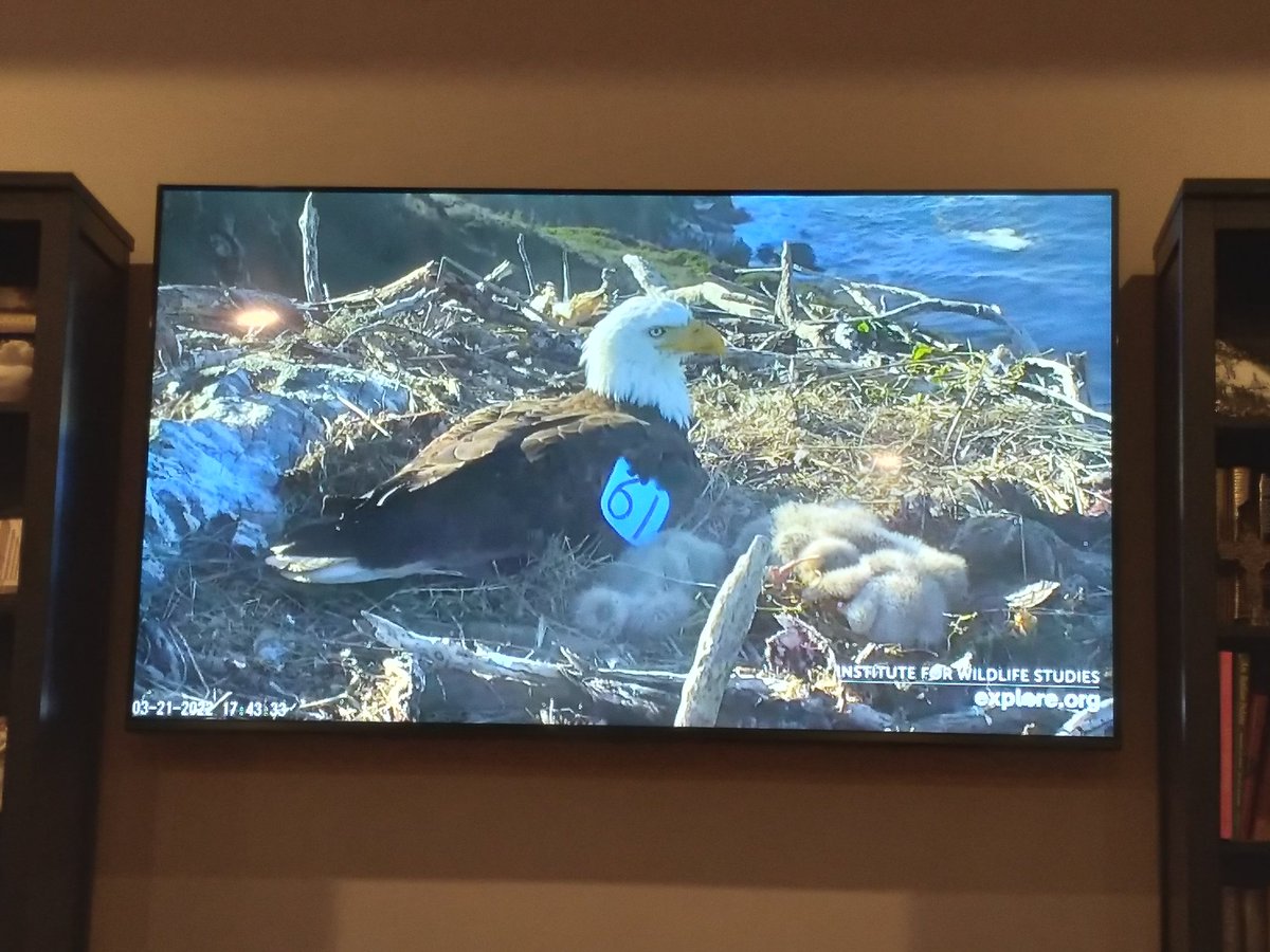 msubully1977's tweet photo. When there's nothing on TV to watch, you watch the Eagles taking care of their babies on Catalina Island. Thank you internet! #eaglescam https://t.co/6W62wDzoRE