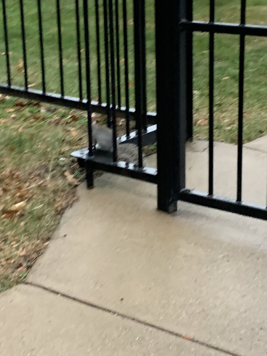 lasquirrellian's tweet photo. gaslight gatekeep squirrelboss https://t.co/zh8UMMBrwJ