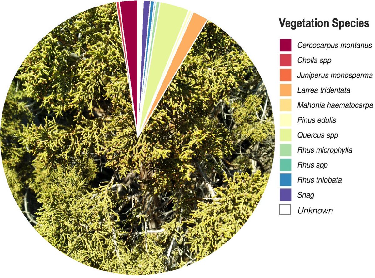grayvireo's tweet photo. We also found that habitat associations were largely similar between nesting & #postfledging stages in this population—oneseed junipers 🌳 are the sole #GrayVireo nesting substrate in this pop, & fledglings were located in junipers in almost 90% of observations 5/7 https://t.co/JMniFFq4Jg