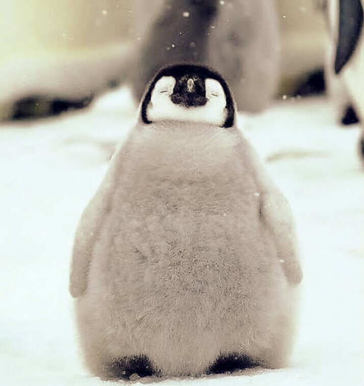 kentinflrtz's tweet photo. cutiiiee litol penguin♡

@SB19Official 

#Bazinga_SB19 hindi nato mali huhu https://t.co/KBLGu1AKLe