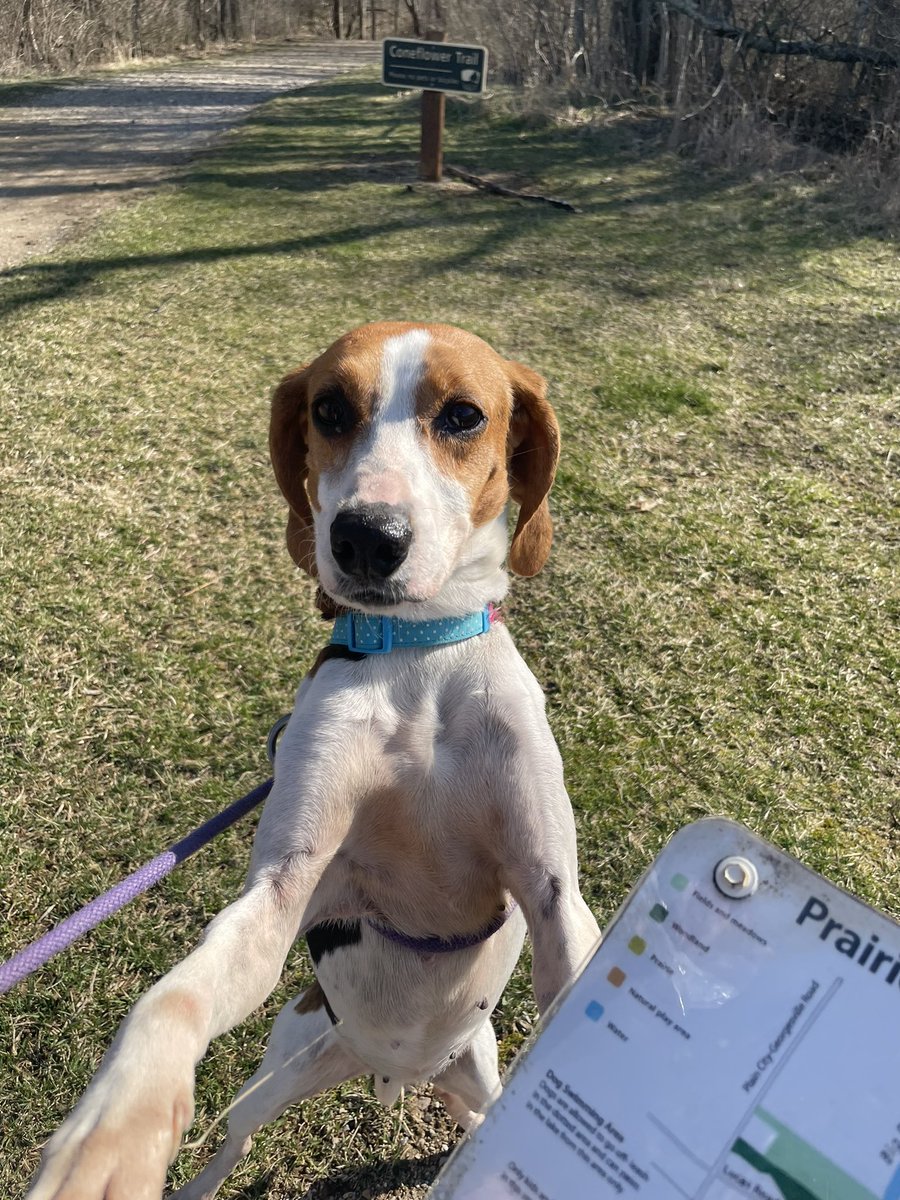 kyleerae_1's tweet photo. This is Nadiya. She needs a home! She would do well in a home with cats or dogs. Spread the word ❤️ apply at https://t.co/yCBzHKKvHN 💕 https://t.co/62bH0epqBj