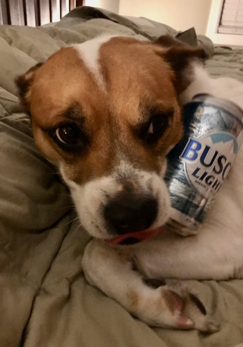 jennielp's tweet photo. @BuschBeer DannyBoy loves him some Busch Light https://t.co/bbeQrAwyJu