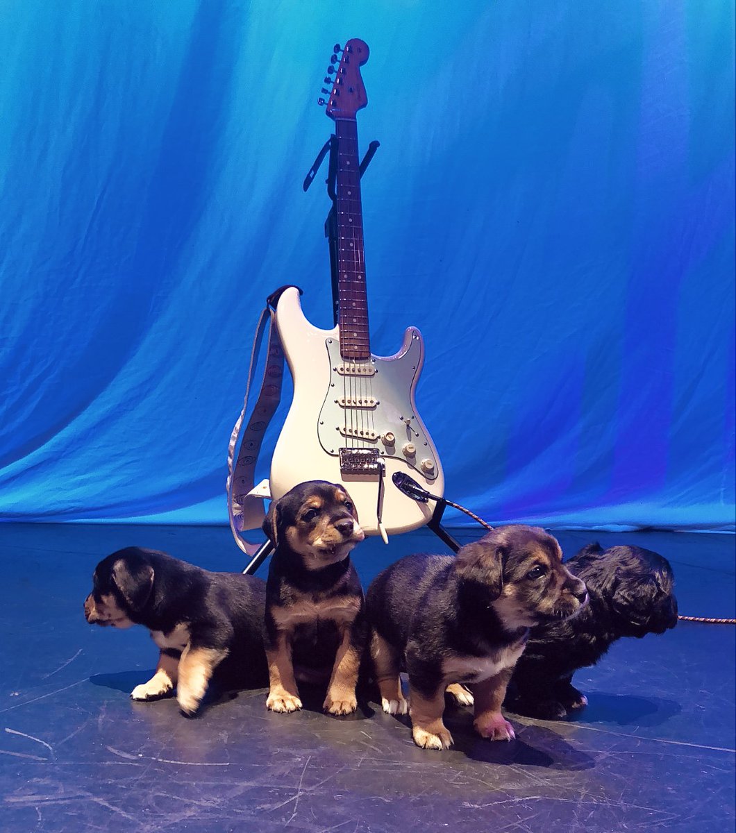 Finally got the band wrangled for soundcheck 🤩 Thank you @WTARescue for providing some puppy therapy today at The Fillmore!