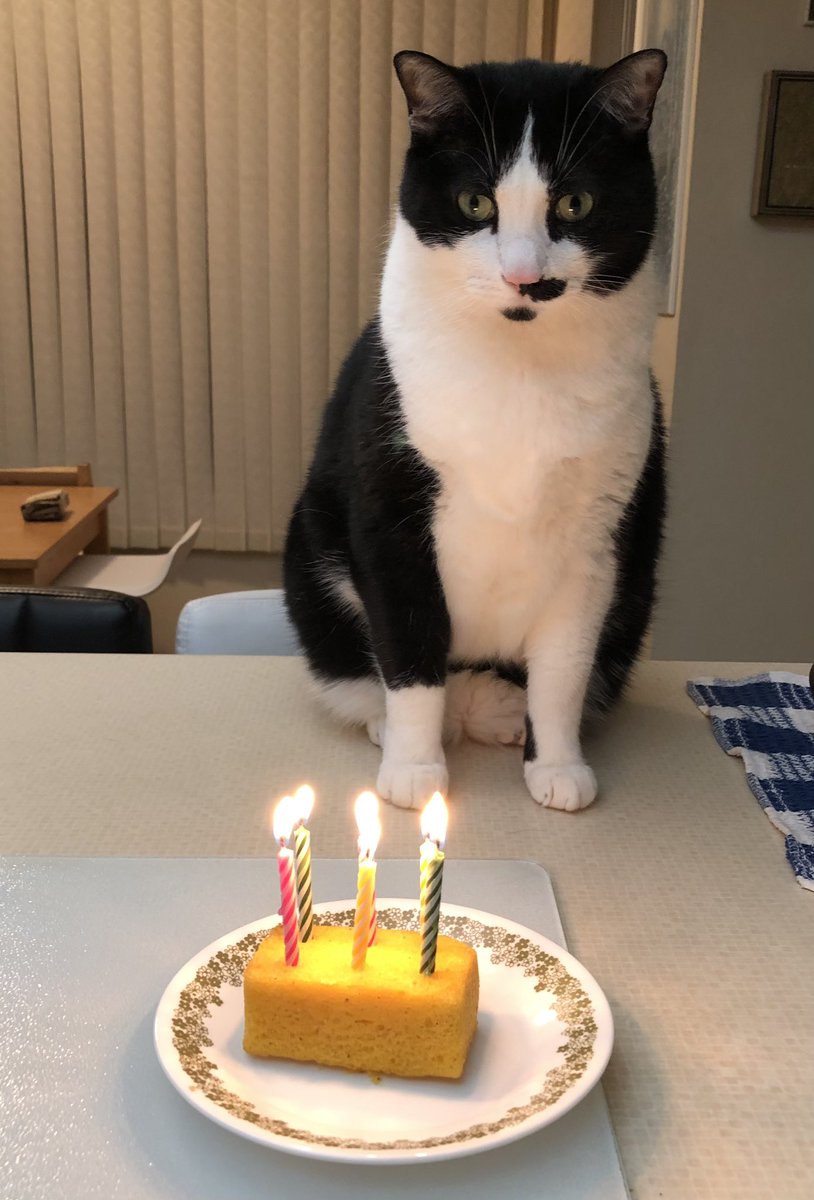 ttashicatt's tweet photo. Happy Birthday to me!
🎂🥳🎉🎂🎉🥳😻🎂🥳
It’s my Birthday!!
How many candles do I have on my cake?
#HappyBirthday #CatsOnTwitter #cats #birthday #cake #slayer #AdoptDontShop https://t.co/r28vHEqrG6