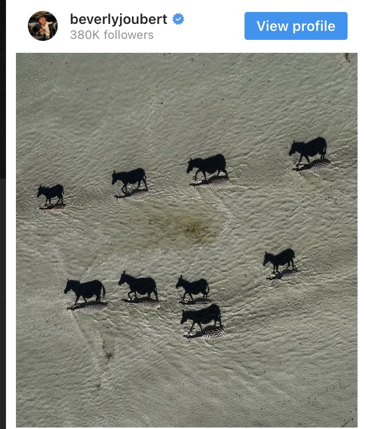 meanderingtripe's tweet photo. @tomaszrykala @LarsJohanL @codinghorror 2018. It’s a Beverly Joubert shot.

I’ve no idea why people always seem to add “National Geographic pic of the Year” to these things when they post an uncredited nature shot - it’s easily checked and verifiably false.

Anyhoo, B Joubert takes good photos. https://t.co/sbWSEEafXg