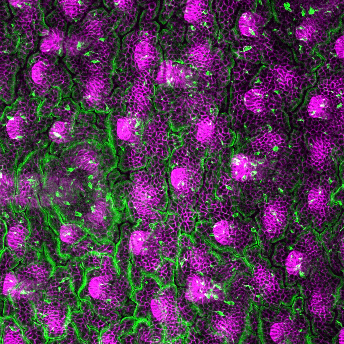 I feel truly lucky to have a job where I get to look at beautiful microscopy images