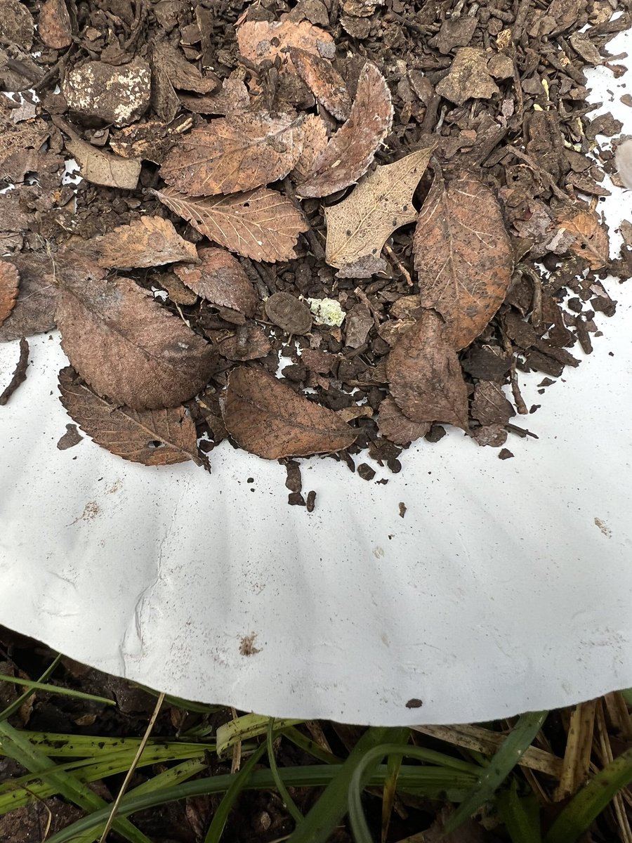 Job Lopez (@joblopezrf) on Twitter photo Enjoying giving a training exercise for the Texas health department this week on collecting soft ticks in Austin parks. It’s also fun working and hanging out with <a href="/Budetlanin/">Serhii Filatov</a> and <a href="/AlexKneubehl/">Alex Kneubehl, PhD</a> in the field. Where’s Waldo? Enjoying giving a training exercise for the Texas health department this week on collecting soft ticks in Austin parks. It’s also fun working and hanging out with <a href="/Budetlanin/">Serhii Filatov</a> and <a href="/AlexKneubehl/">Alex Kneubehl, PhD</a> in the field. Where’s Waldo?