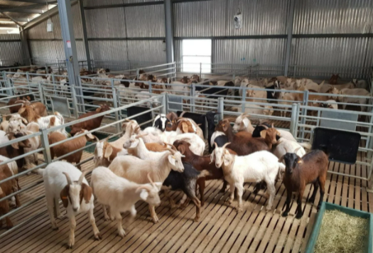 meatlivestock's tweet photo. Drench usage guidelines for goats! 🐐

Research has reinforced the importance of undertaking on-farm drench resistance testing. Correct dose rates for six off-label drenches have now been set to ensure drench resistance is not encouraged.

Full article 👇
https://t.co/1oS3AwrD8g https://t.co/IqhSlZLlG0
