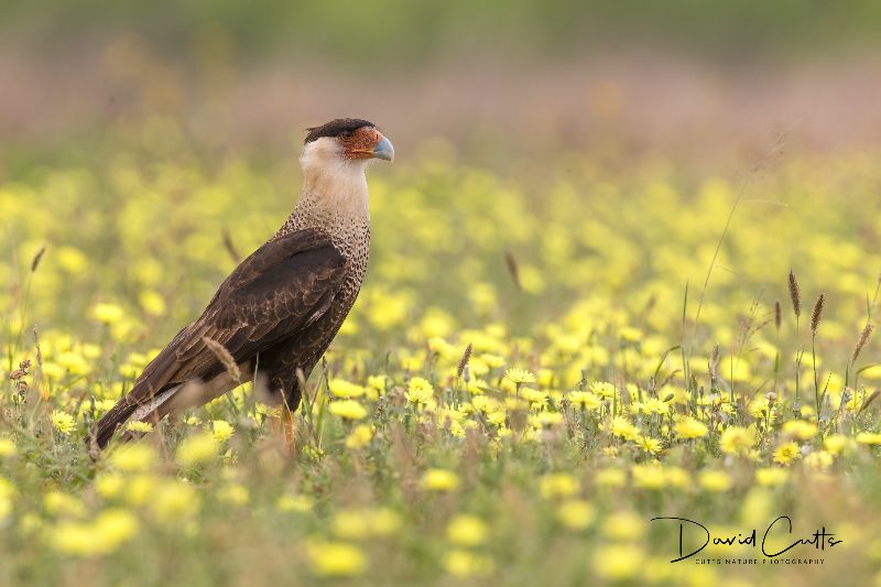 CuttsNaturePics's tweet photo. Cutts Nature Photography's Newsletter - https://t.co/C3uTHgZ5zy https://t.co/VQAqzpJSRp