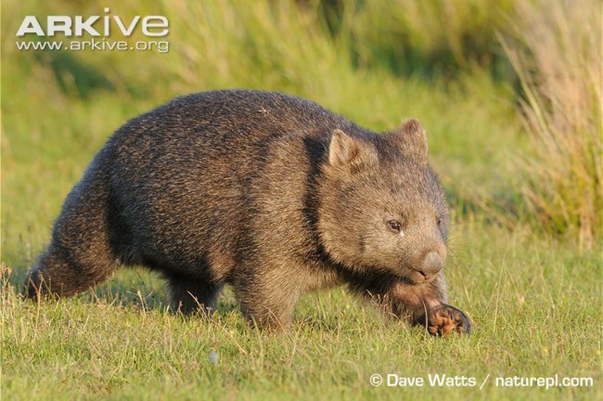 chumblebiome's tweet photo. Next up, #6 seed Troop of [Blue] Monkeys (Cercopithecus mitis) vs. #11 seed Wisdom of Wombats (Vombatus ursinus) #2022MMM https://t.co/l45yjyyujr