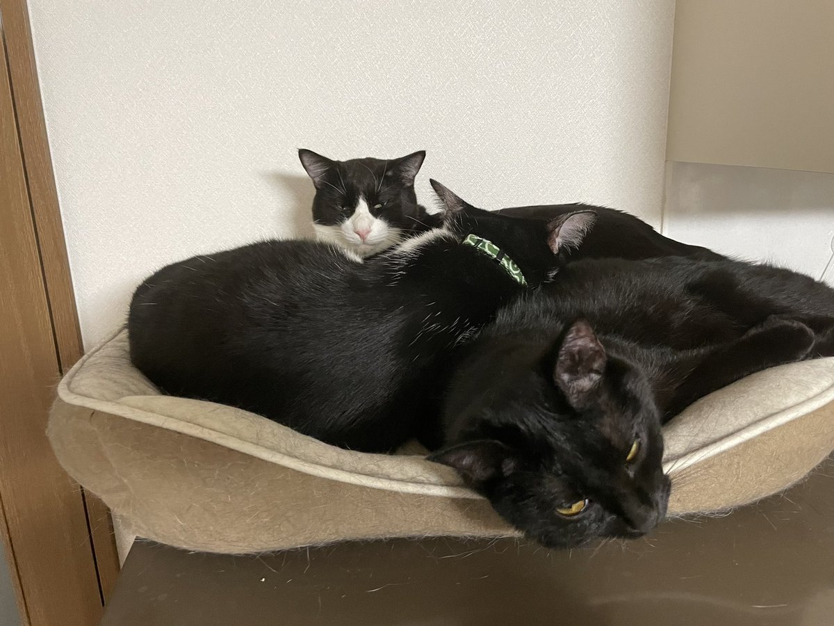 _p_t_t_i's tweet image. 祝日ねこ 2022.03.21