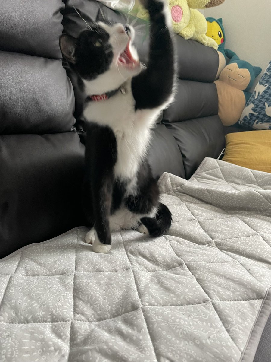 _p_t_t_i's tweet image. 祝日ねこ 2022.03.21