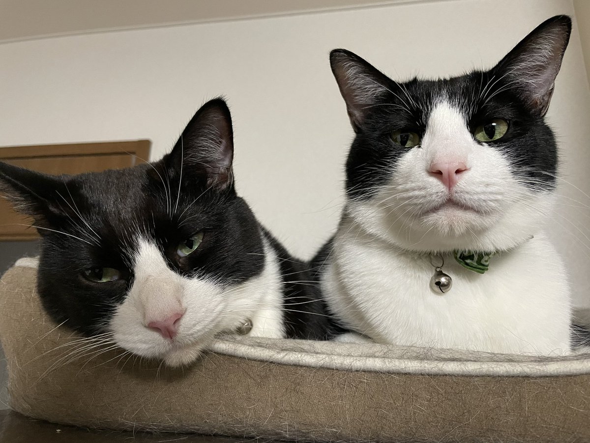 _p_t_t_i's tweet image. 祝日ねこ 2022.03.21