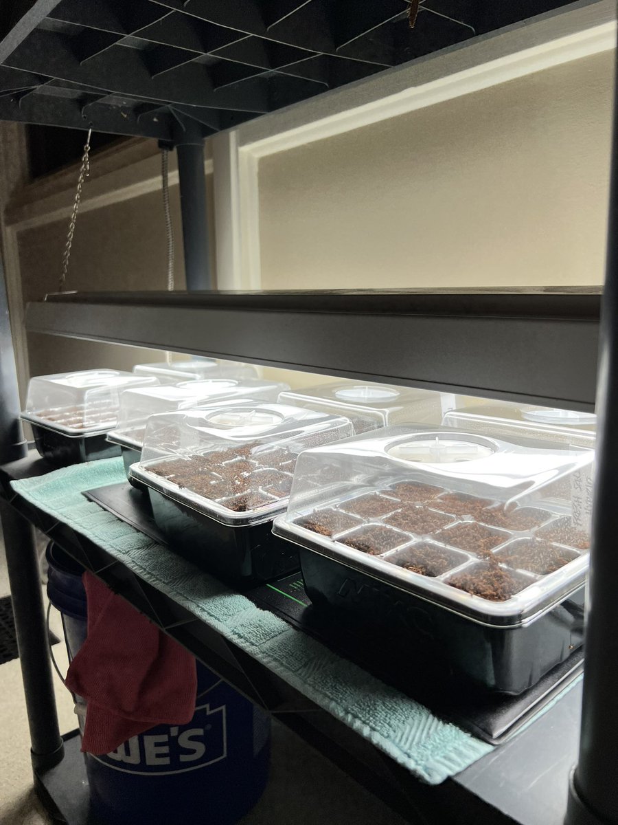 Science experiment at home. #planting101 #pleasegrow 🌱💐🍅