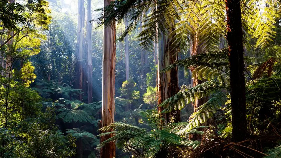 TheOnion's tweet photo. Rainforest Tree Remains Very Still In Hopes That Bulldozer Will Lose Interest And Drive Away https://t.co/GB0lCOwu0f https://t.co/I90wFxTGxD