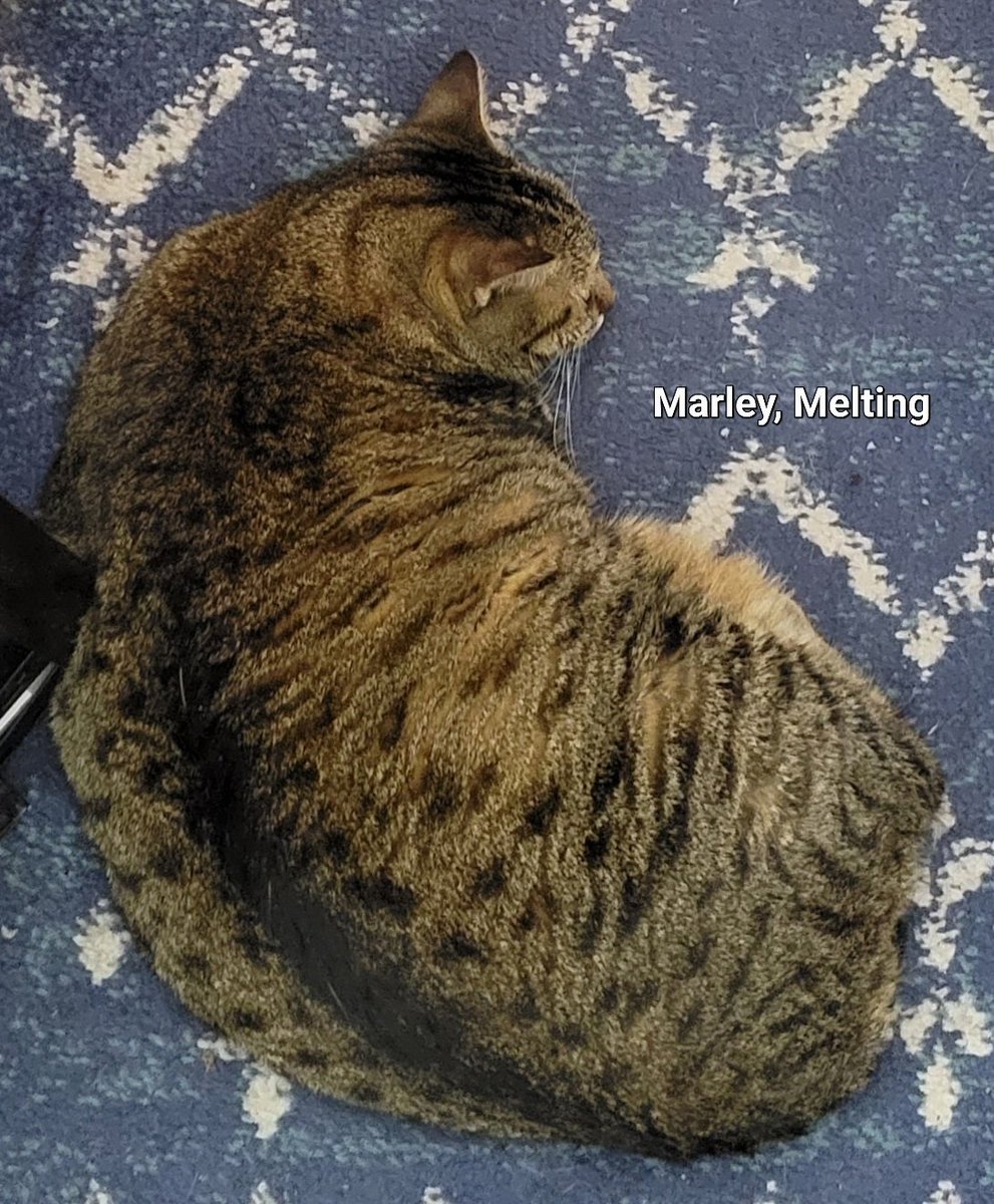 Remember, in the summer months, don't leave your cat in the sun, they may melt.