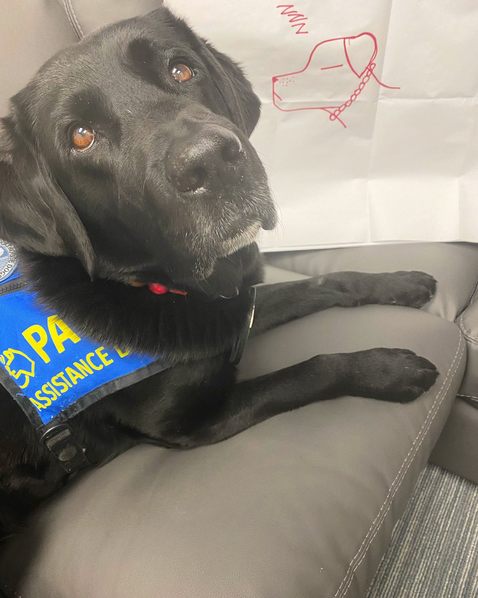 PADSk9Merlot's tweet photo. Sometimes during a child interview, you gotta take a little break and pose for a portrait. #merlot #merlotmonday #artist #pawsofstrength #facilitydog #workingdog #dogsoftwitter @reginapolice @PADSdogs https://t.co/PponkRCxHQ