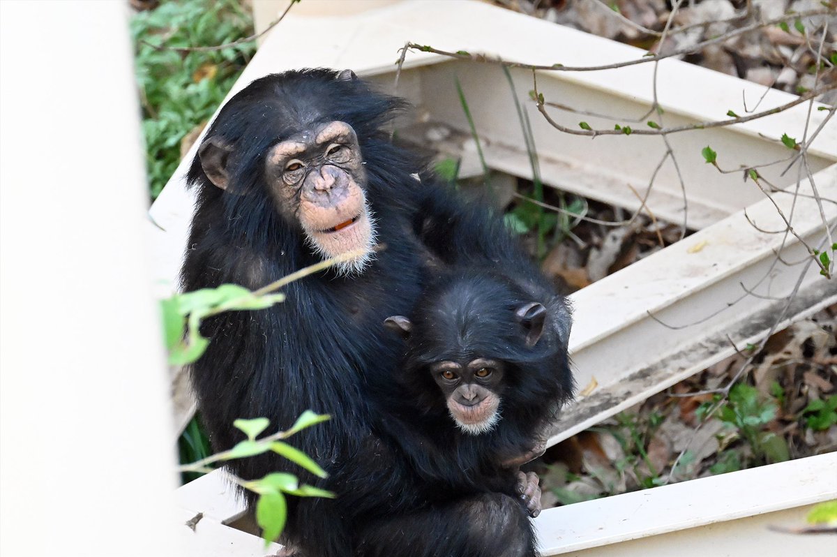 (ㆆᴥㆆ).｡oஇ tweet media